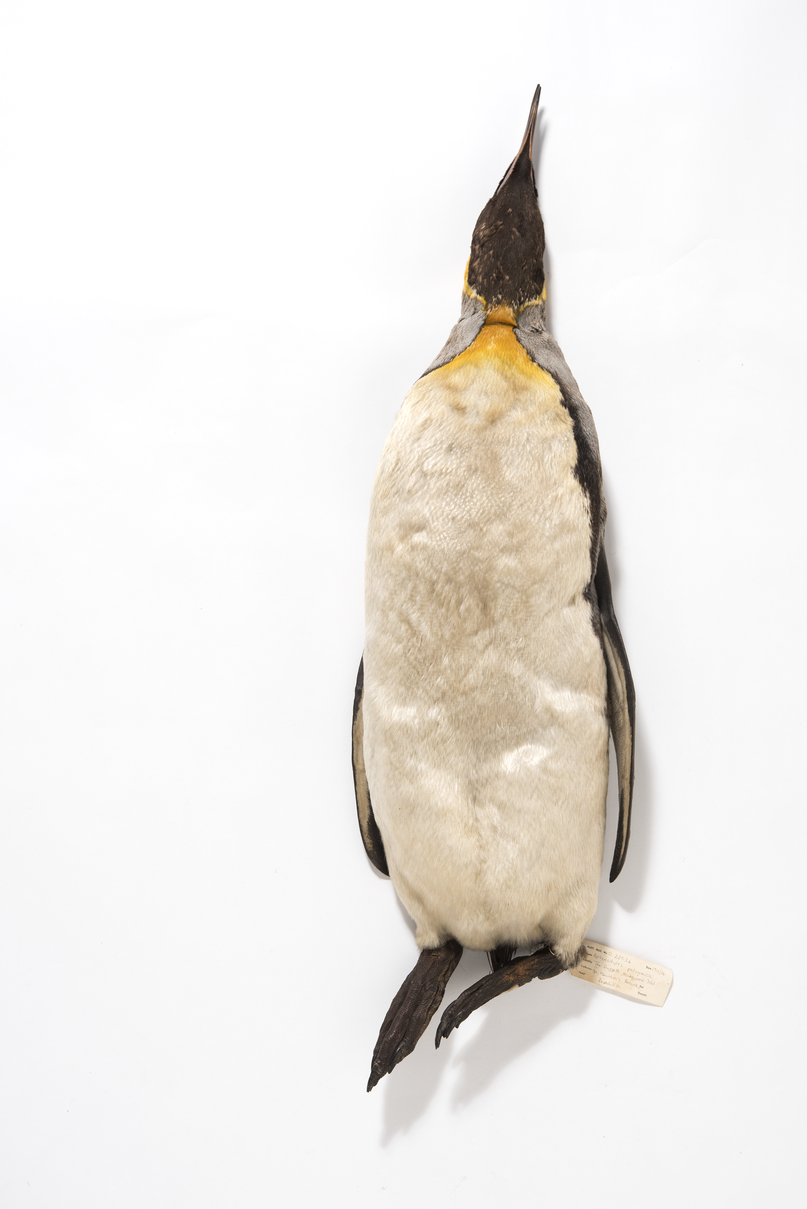 King Penguin Aptenodytes patagonicus