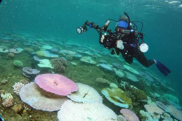 Bleached and fluorescing Acropora corals on the reef crest near South Island, Lizard Island Group, on 25 Feb 2024.