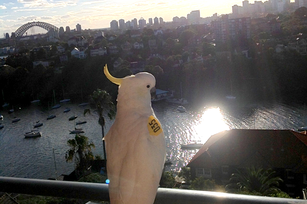 Sydney Cockatoo