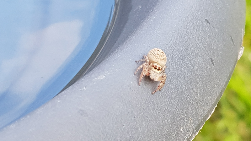 Spider identification photo