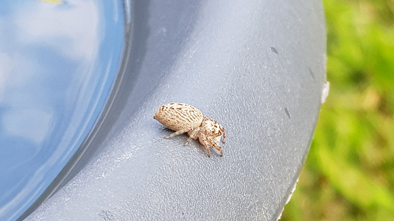 Spider identification photo